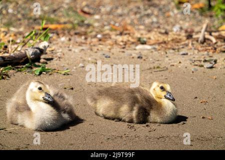 Issaquah, Staat Washington, USA. Kanada Gänseküken beim Sonnen am Ufer des Lake Sammamish im Lake Sammamish State Park. Stockfoto