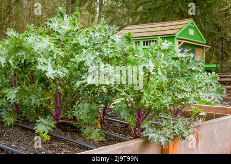 Issaquah, Staat Washington, USA. Überwinterte Rotkale-Pflanze in einem Hochbeet-Garten mit einem grünen Schuppen im Hintergrund. Stockfoto