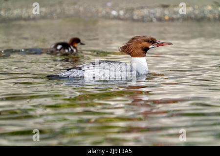 Issaquah, Staat Washington, USA. Weibliche Merganser-Ente und ihre Enten schwimmen im Lake Sammamish State Park. Stockfoto