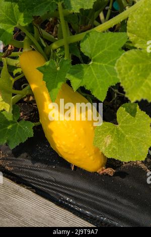 Issaquah, Staat Washington, USA. Crookneck Erbstück Squash wächst mit schwarzem Gartentuch für Unkrautbekämpfung umgeben Stockfoto