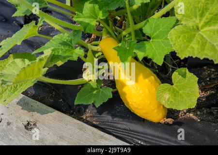 Issaquah, Staat Washington, USA. Crookneck Erbstück Squash wächst mit schwarzem Gartentuch für Unkrautbekämpfung umgeben Stockfoto