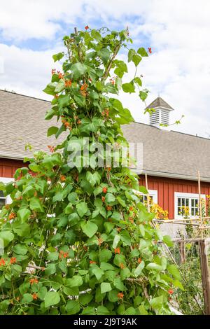 Issaquah, Staat Washington, USA. Scharlachrote Runner-Bohnen wachsen auf einem Teepee-Spalier vor einer gut gepflegten roten Scheune. Stockfoto