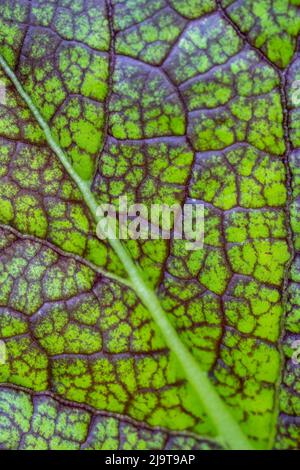 Issaquah, Staat Washington, USA. Nahaufnahme von „Dragon Tongue Senf Green Leaf“ mit violetten Adern und weißer Mittelrippe. Stockfoto