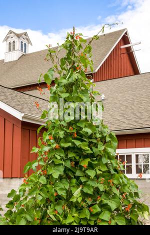 Issaquah, Staat Washington, USA. Scharlachrote Runner-Bohnen wachsen auf einem Teepee-Spalier vor einer gut gepflegten roten Scheune Stockfoto