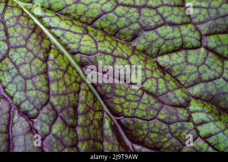 Issaquah, Staat Washington, USA. Nahaufnahme von „Dragon Tongue Senf Green Leaf“ mit violetten Adern und weißer Mittelrippe. Stockfoto