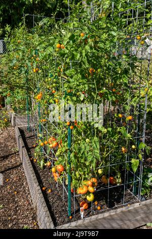 Issaquah, Staat Washington, USA. Bush Early Girl Tomatenpflanzen in Tomatenkäfigen, die in einem Hochbeet-Garten wachsen. Stockfoto