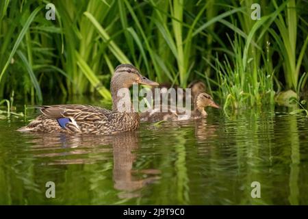 Issaquah, Staat Washington, USA. Weibliche Erwachsene und Jugendliche Mallardenten im Lake Sammamish State Park. Stockfoto