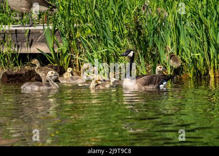 Issaquah, Staat Washington, USA. Canada Goose und ihre Gänse schwimmen im Lake Sammamish State Park. Stockfoto