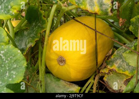 Issaquah, Staat Washington, USA. Spaghetti-Squash-Pflanze mit einem Squash, der in einem Loch des Spaltes steckt. Stockfoto