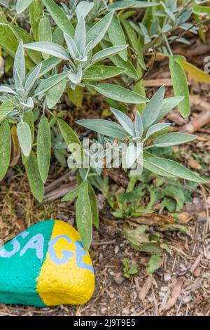 Issaquah, Staat Washington, USA. Salbeipflanze mit einem bemalten Felsen, der in einem Kräutergarten „Salbei“ sagt Stockfoto