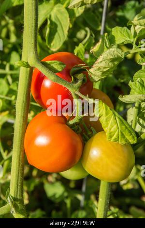 Issaquah, Staat Washington, USA. Tomaten verschiedener Reifungsstufen wachsen auf einer Rebe. Stockfoto