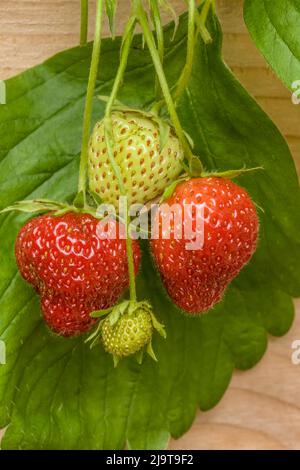 Issaquah, Staat Washington, USA. Erdbeeren im Juni, die in einem Hochbeet-Garten wachsen Stockfoto