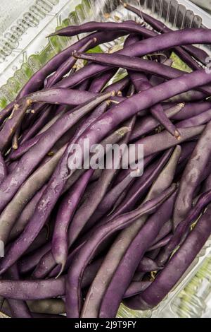 Bellevue, Staat Washington, USA. Frisch geerntete violette, podierte, stringless-Bohnen Stockfoto