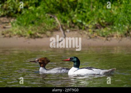 Issaquah, Staat Washington, USA. Männliche und weibliche gewöhnliche Meerganser schwimmen zusammen. Stockfoto