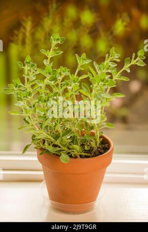 Issaquah, Staat Washington, USA. Tontopf mit griechischem Oregano auf einer Fensterbank Stockfoto