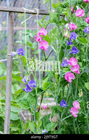 Issaquah, Staat Washington, USA. Süße Erbsen in Blüte, die ein Stringgitter aufwachsen lassen. Stockfoto