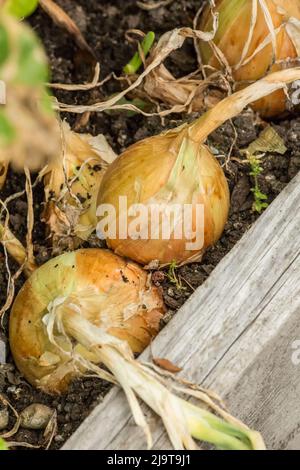 Issaquah, Staat Washington, USA. Gelbe Zwiebeln, die fertig geerntet werden können Stockfoto