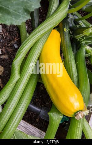 Issaquah, Staat Washington, USA. Gelb Straightneck Summer Squash auf der Rebe. Stockfoto