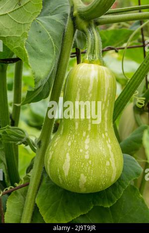 Bellevue, Staat Washington, USA. Barbara F1 Hybrid Butternut Squash auf der Rebe Stockfoto