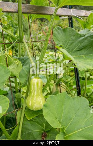 Bellevue, Staat Washington, USA. Barbara F1 Hybrid Butternut Squash auf der Rebe Stockfoto