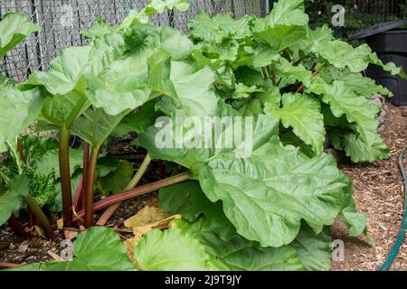 Issaquah, Staat Washington, USA. Überwinterte Rhabarberpflanze bereit zur Ernte. Stockfoto