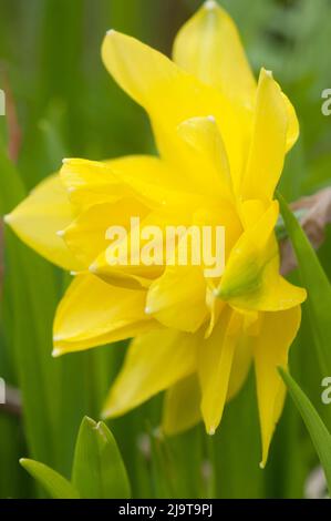 Narcissus Blume Makroaufnahme lokalen Fokus Stockfoto