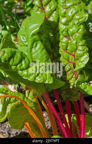 Issaquah, Staat Washington, USA. Helles Licht Swiss Chard in einem Garten. Stockfoto