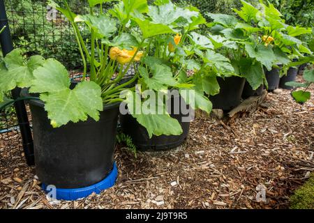 Issaquah, Staat Washington, USA. Sommerkürbis wächst in Containern. Stockfoto