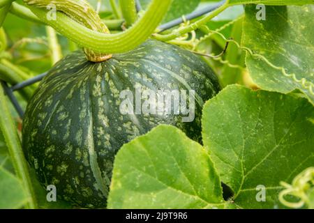 Bellevue, Staat Washington, USA. Discus Bush Buttercup Squash wächst Stockfoto