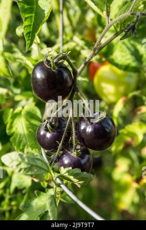 Issaquah, Staat Washington, USA. Schwarze Erbstück Kirsche Tomatenpflanze Stockfoto