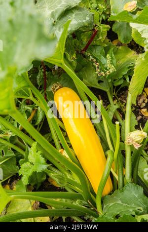 Issaquah, Staat Washington, USA. Gelber Sommerkürbis wächst. Stockfoto