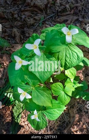 Issaquah, Staat Washington, USA. WESTERN Trillium Wildblumen Stockfoto