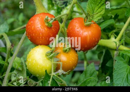 Issaquah, Staat Washington, USA. Matina Erbstück Tomatenpflanze Stockfoto