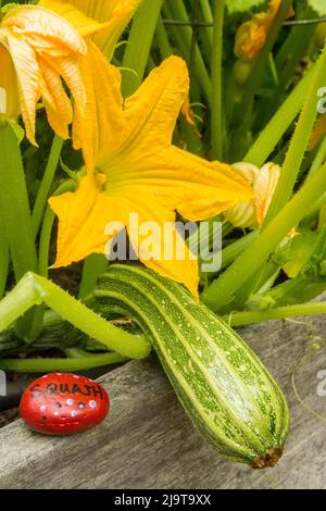 Issaquah, Staat Washington, USA. Werk Romanesco Zucchini. Stockfoto