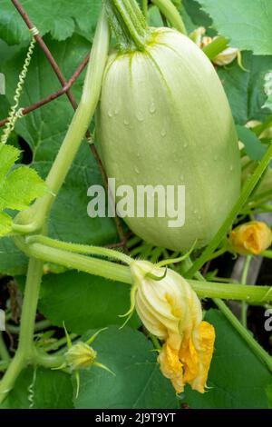 Issaquah, Staat Washington, USA. Spaghetti-Squash-Pflanze Stockfoto