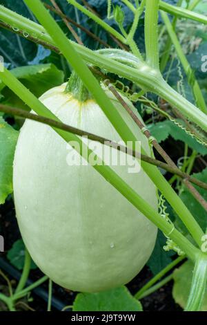 Issaquah, Staat Washington, USA. Spaghetti-Squash-Pflanze Stockfoto