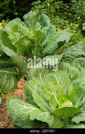 Issaquah, Staat Washington, USA. Collard Greens Pflanzen Stockfoto