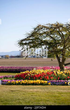Mount Vernon, Staat Washington, USA. Mount Vernon Tulip Festival Stockfoto
