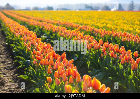 Mount Vernon, Staat Washington, USA. Mehrfarbige Tulpenfelder. Stockfoto