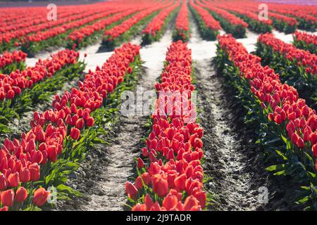 Mount Vernon, Staat Washington, USA. Mehrfarbige Tulpenfelder. Stockfoto