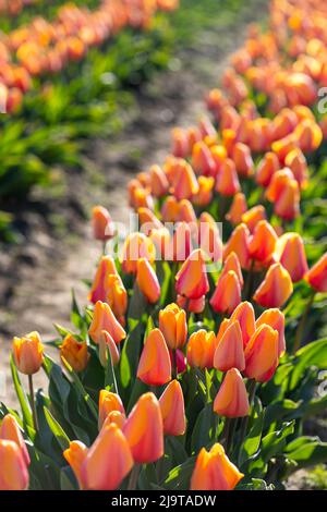 Mount Vernon, Staat Washington, USA. Mehrfarbige Tulpenfelder. Stockfoto