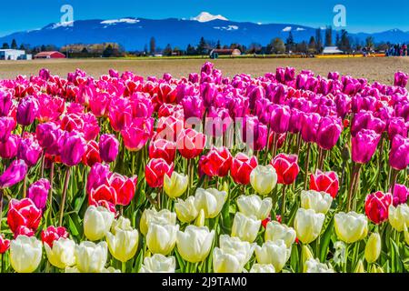 Bunte Tulpen, Skagit Valley, Staat Washington. Stockfoto