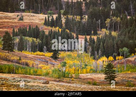 Sanfte Hügel und Espenbäume in farbenfroher Herbstansicht, Lamar Valley, Yellowstone National Park, Wyoming Stockfoto