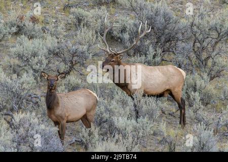 Bullen-Elch nähert sich Kuhelch oder Wapiti, Yellowstone-Nationalpark, Wyoming Stockfoto