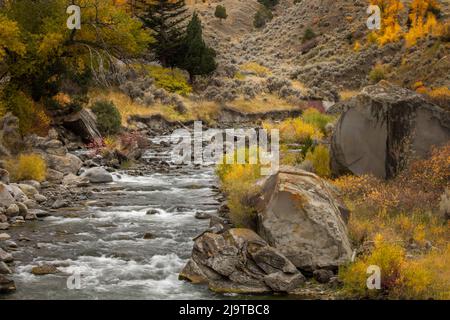 Gibbon River und Herbstfarben am Flussufer, Yellowstone National Park, Wyoming Stockfoto