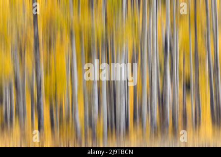 Abstrakte Bewegungsunschärfen auf einem Hain aus Espenbäumen, dem Grand Teton National Park, Wyoming Stockfoto