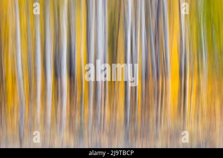 Abstrakte Bewegungsunschärfen auf einem Hain aus Espenbäumen, dem Grand Teton National Park, Wyoming Stockfoto