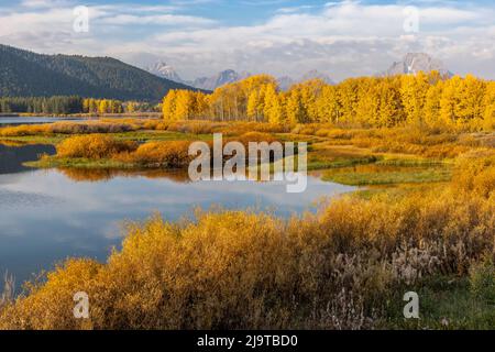 Mt. Moran und goldene Espenbäume aus Oxbow Bend, Grand Teton National Park, Wyoming Stockfoto