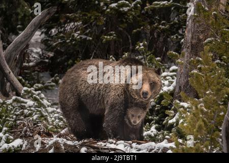 USA, Wyoming, Bridger-Teton National Forest. Grizzly Bär sät und Junge. Stockfoto