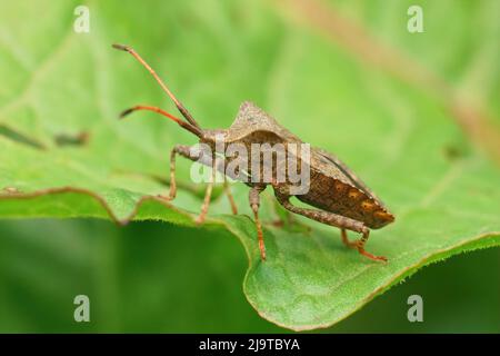 Laterale Nahaufnahme des häufigen, pflanzenfressenden Dockwanzes, Coreus marginatus, der auf seiner Wirtspflanze Sorrel, Rumex acetosa, im Garten sitzt Stockfoto